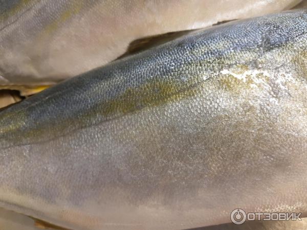 рыба похожая на ставридку. Смотреть фото рыба похожая на ставридку. Смотреть картинку рыба похожая на ставридку. Картинка про рыба похожая на ставридку. Фото рыба похожая на ставридку рыба похожая на ставридку. Смотреть фото рыба похожая на ставридку. Смотреть картинку рыба похожая на ставридку. Картинка про рыба похожая на ставридку. Фото рыба похожая на ставридку