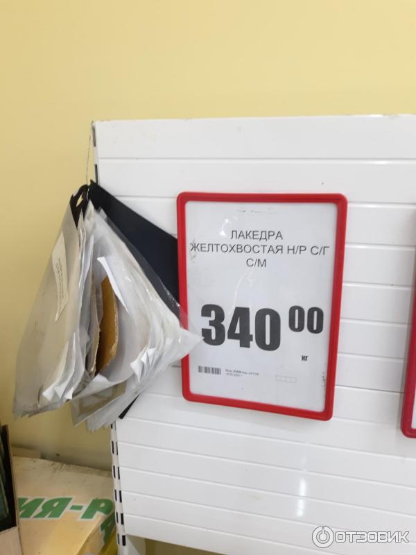 рыба похожая на ставридку. Смотреть фото рыба похожая на ставридку. Смотреть картинку рыба похожая на ставридку. Картинка про рыба похожая на ставридку. Фото рыба похожая на ставридку рыба похожая на ставридку. Смотреть фото рыба похожая на ставридку. Смотреть картинку рыба похожая на ставридку. Картинка про рыба похожая на ставридку. Фото рыба похожая на ставридку