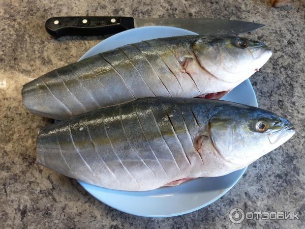 рыба похожая на ставридку. Смотреть фото рыба похожая на ставридку. Смотреть картинку рыба похожая на ставридку. Картинка про рыба похожая на ставридку. Фото рыба похожая на ставридку рыба похожая на ставридку. Смотреть фото рыба похожая на ставридку. Смотреть картинку рыба похожая на ставридку. Картинка про рыба похожая на ставридку. Фото рыба похожая на ставридку