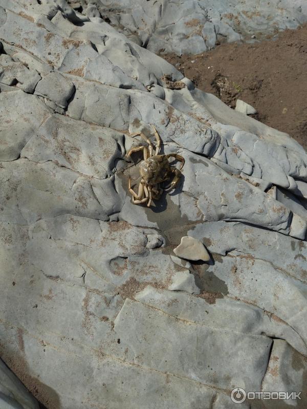 268369 75751159 Что чирикает в кабардинке