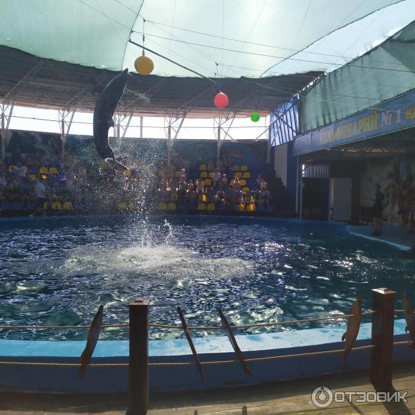 674433 13872531 дельфинарий в лоо номер 1