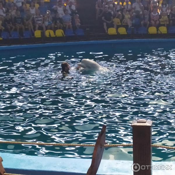 674433 27452394 дельфинарий в лоо номер 1