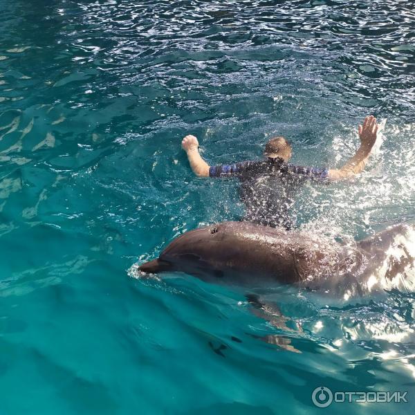 674433 32396340 дельфинарий в лоо номер 1