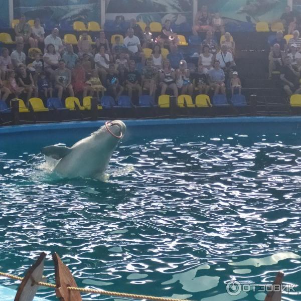 674433 3767072 дельфинарий в лоо номер 1