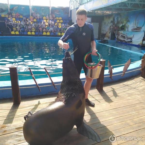 674433 45565534 дельфинарий в лоо номер 1