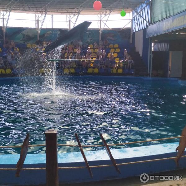 674433 62752691 дельфинарий в лоо номер 1