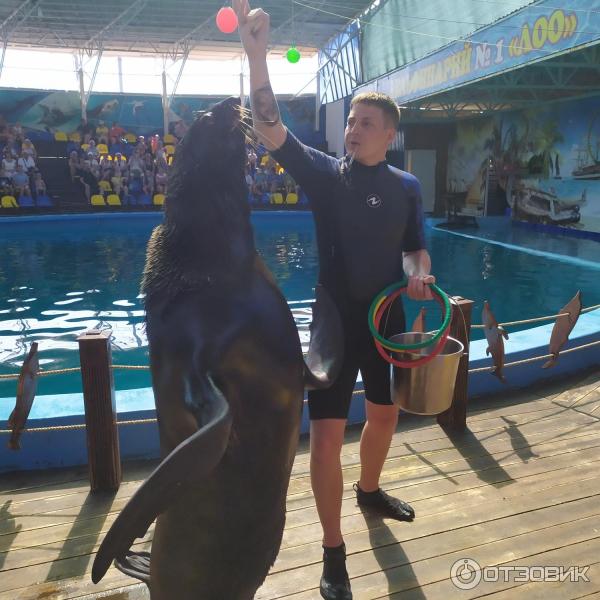 674433 76761893 дельфинарий в лоо номер 1