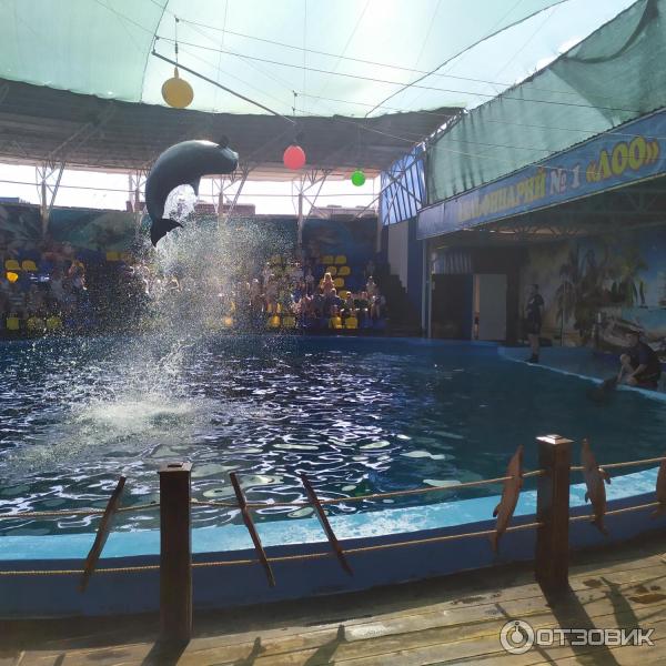 674433 85028345 дельфинарий в лоо номер 1