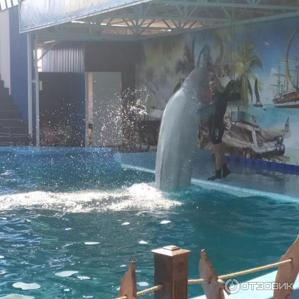 674433 87962241 дельфинарий в лоо номер 1