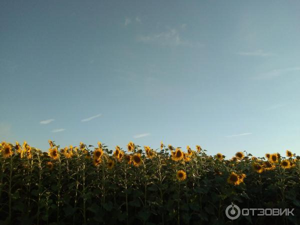 Смартфон Xiaomi Redmi 9 фото