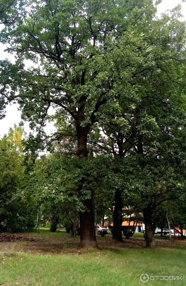 Кунцевский рынок