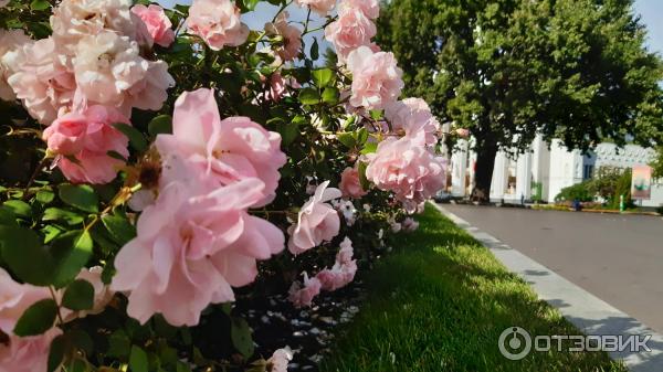 Дом бабочек на ВДНХ (Россия, Москва) фото