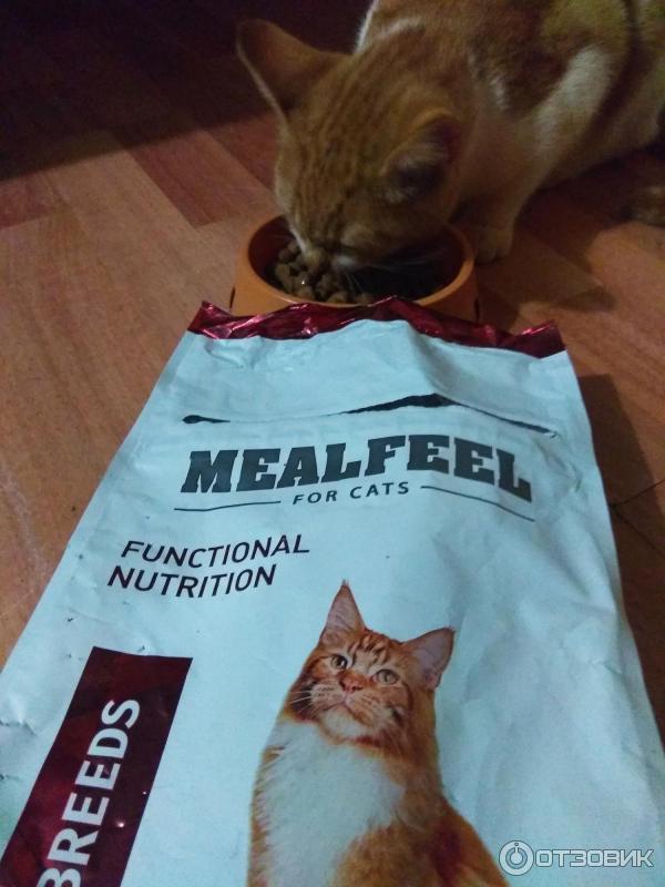 Кот хрустит кормом