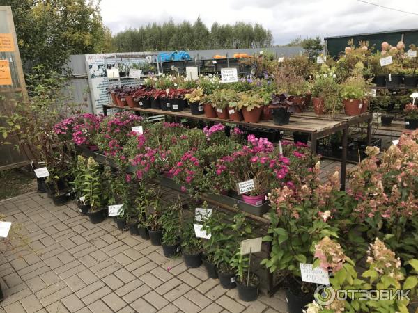 любимый сад питомник. лпх " любимый сад". дсадовый центр любимый са. лпх " любимый сад". любимый сад питомник.