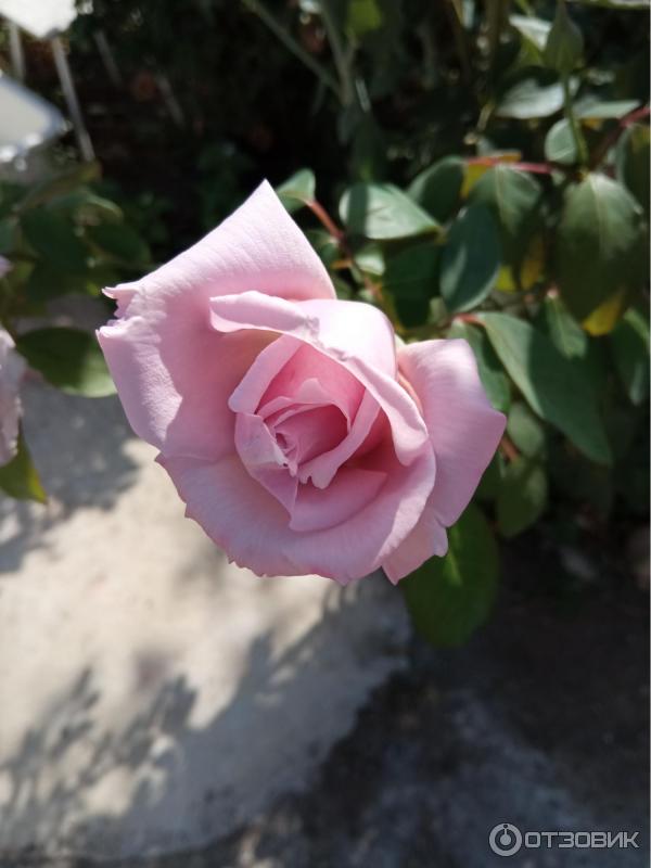 Смартфон Xiaomi Redmi 9 фото