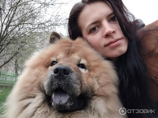 Собаки С Фиолетовым Языком Порода Фото — Картинки