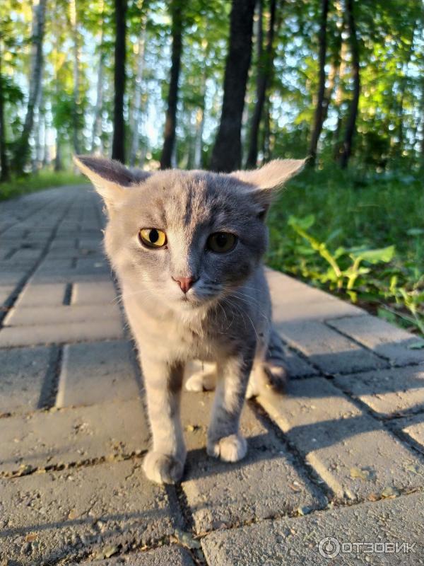 Смартфон Xiaomi Redmi Note 8T, фото