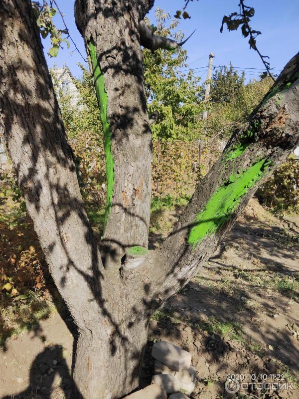 Краска на олифе для деревьев