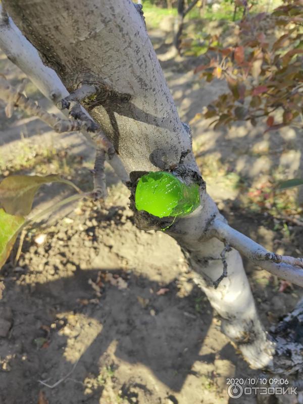 Краска на олифе для деревьев