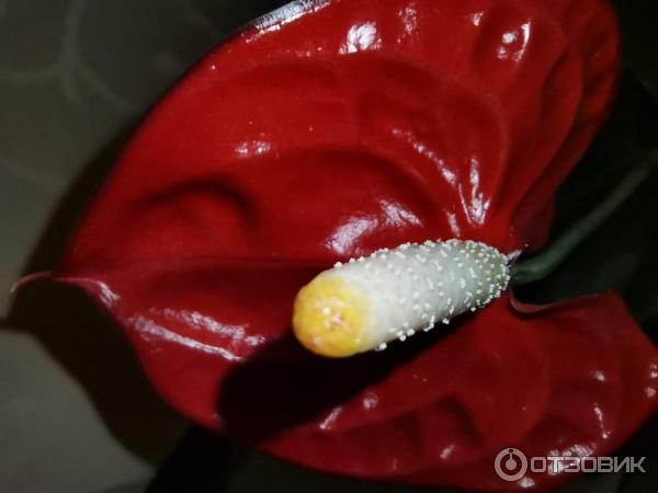 Смартфон Honor 20 фото