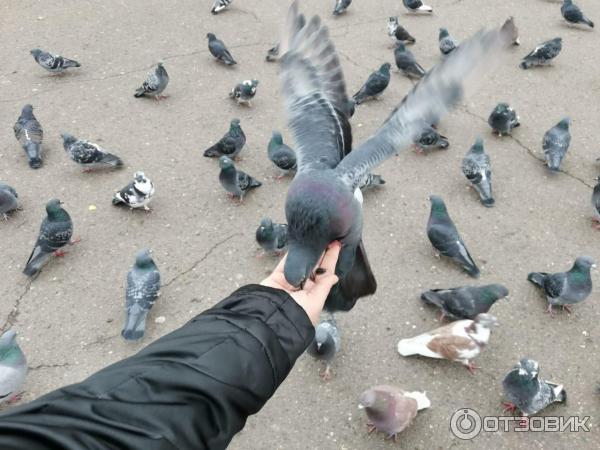 Смартфон Honor 20 фото