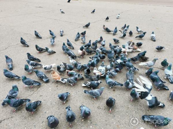 Смартфон Honor 20 фото