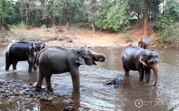 Слоны купаются Слоновий питомник Книга джунглей