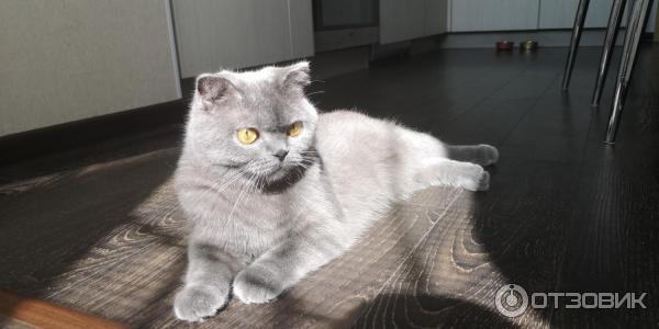 Смартфон Huawei P20 pro фото