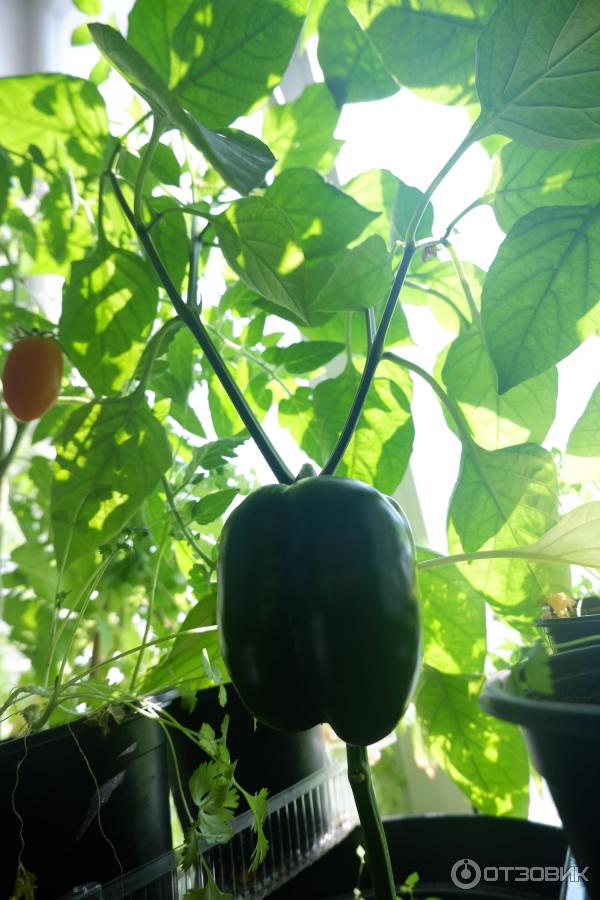 Semena sladké papriky Biotechnics Gourmet F1 foto