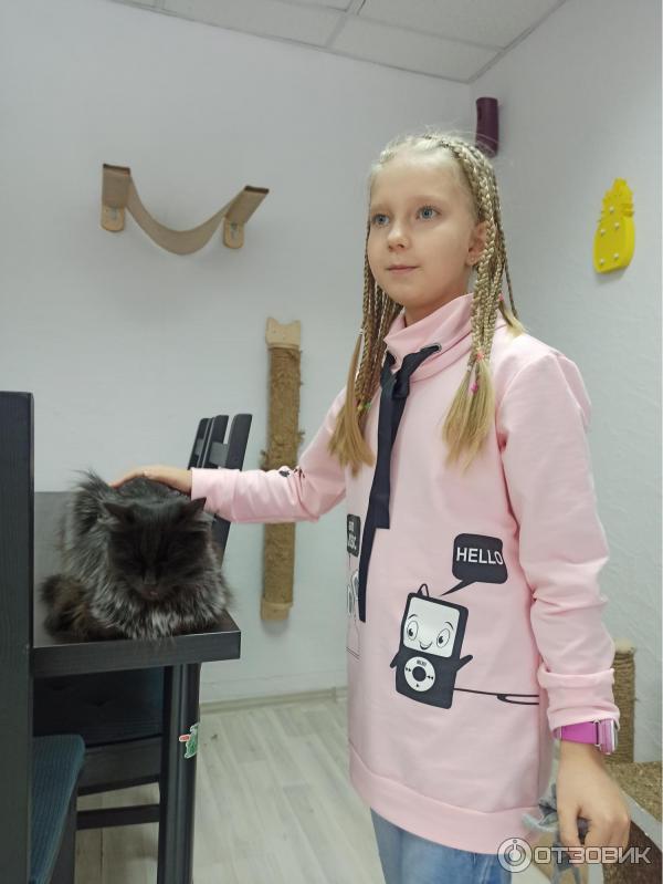 котокафе больше шерсти екатеринбург. шерстяное чудо. шерсти екатеринбург. шерсти екатеринбург. больше шерсти екатеринбург.