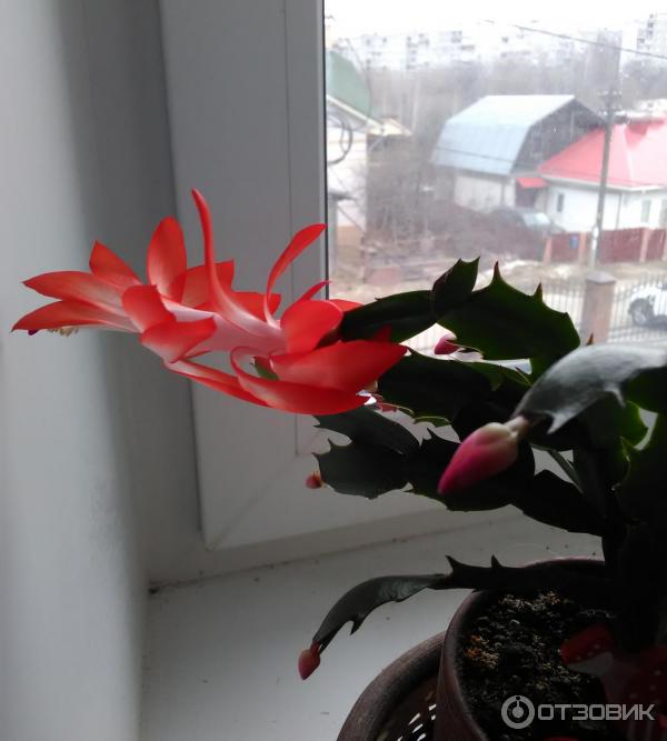 Pokojová květina Schlumbergera zkrácená (Decembrist) foto