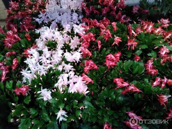 Pokojová květina Schlumbergera zkrácená (Decembrist) foto