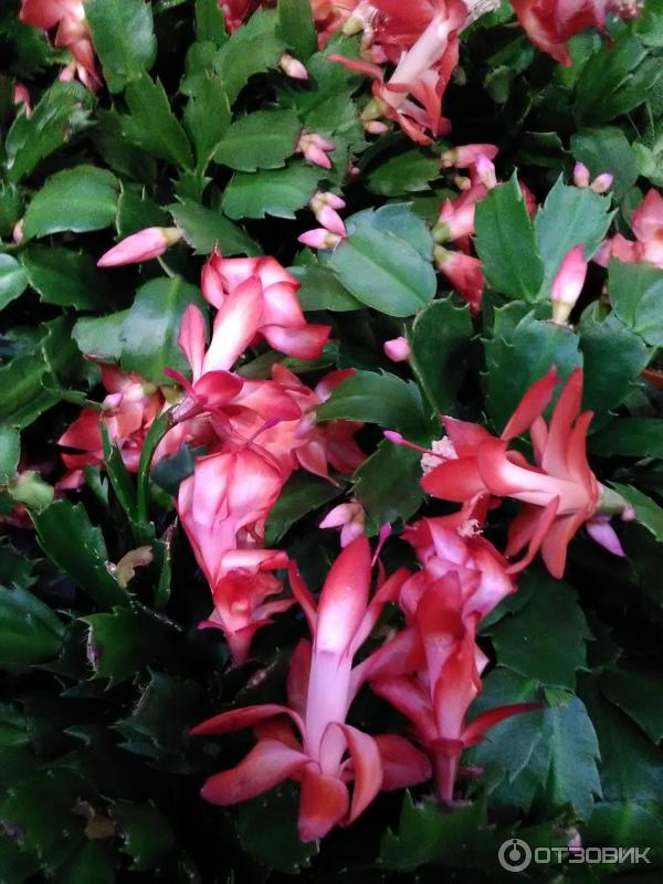 Pokojová květina Schlumbergera zkrácená (Decembrist) foto