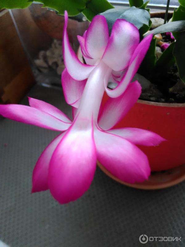 Pokojová květina Schlumbergera zkrácená (Decembrist) foto
