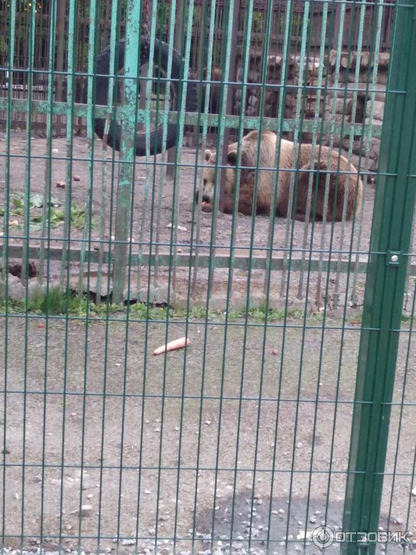 уфа зоопарк животные. мини зоопарк петрозаводск на набережной. звери в зоопарке и на воле. обнимашки уфа гостиный двор. зоопарк обнимашки уфа.