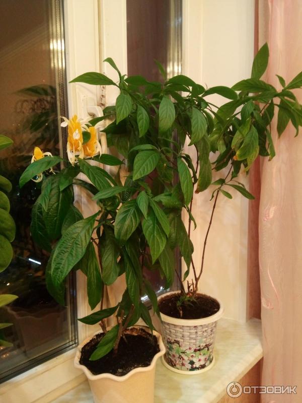 Комнатные растения с желтыми цветками