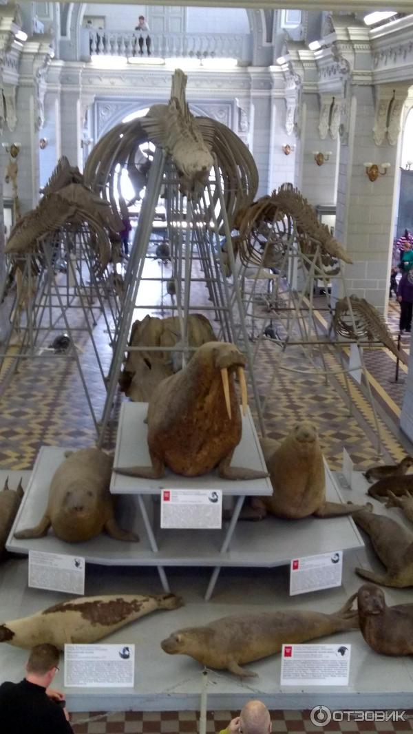 Отзыв о Зоологический музей (Россия, Санкт-Петербург) | Радуйся, Царь ...