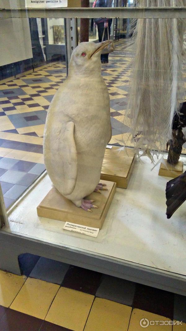Отзыв о Зоологический музей (Россия, Санкт-Петербург) | Радуйся, Царь ...