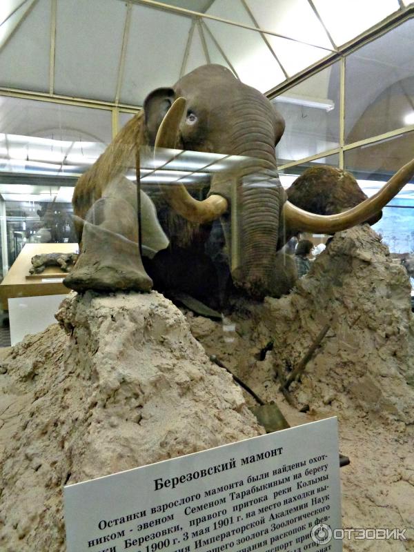 Отзыв о Зоологический музей (Россия, Санкт-Петербург) | Радуйся, Царь ...