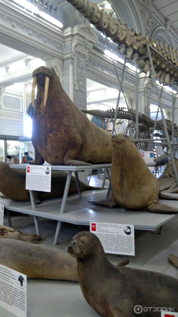 Отзыв о Зоологический музей (Россия, Санкт-Петербург) | Радуйся, Царь ...