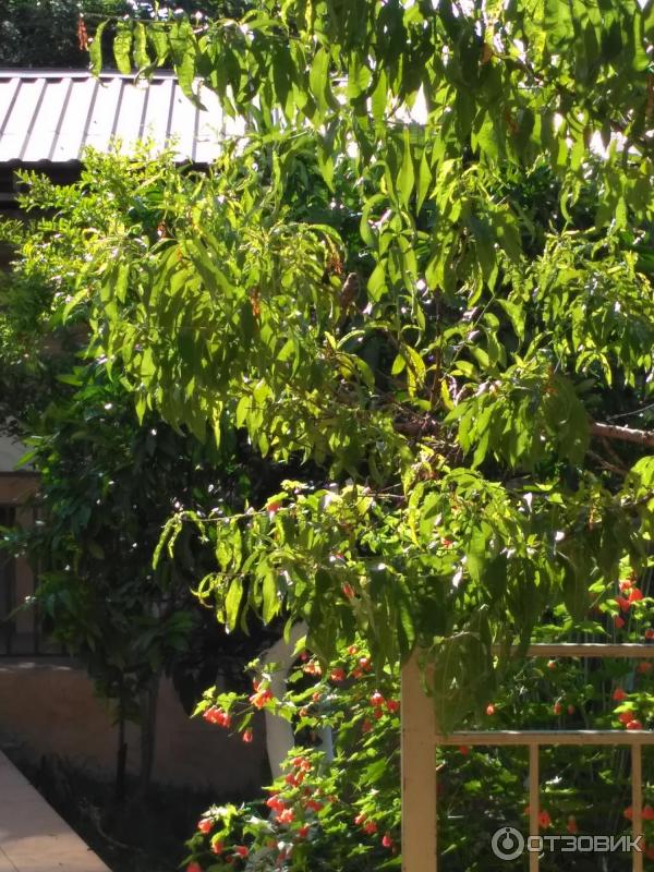 Отзыв о Гостевой дом "Огонек" (Абхазия, Цандрипш) | Если б я летала на ...