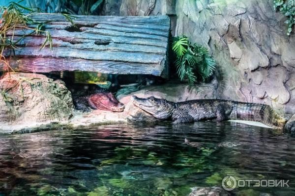 Воронежский океанариум (Россия, Воронеж) фото