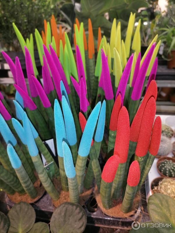 Отзыв о Магазин экзотических растений и бонсай LuxuryPlants (Россия ...