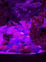 Что отличает аквапарк "Москвариум" от других?