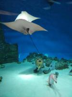 Что отличает аквапарк "Москвариум" от других?