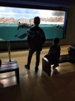 Что отличает аквапарк "Москвариум" от других?