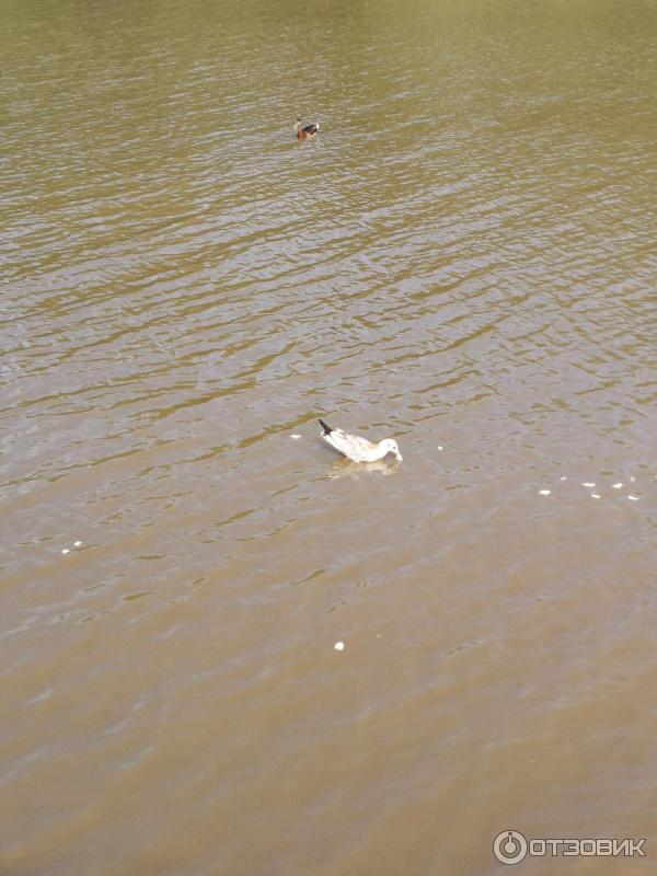 Отзыв о Юнтоловский лесопарк (Россия, Санкт-Петербург) | Отлично ...