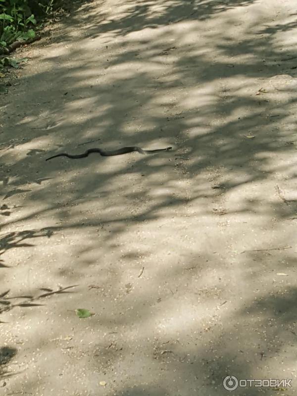 Отзыв о Юнтоловский лесопарк (Россия, Санкт-Петербург) | Отлично ...