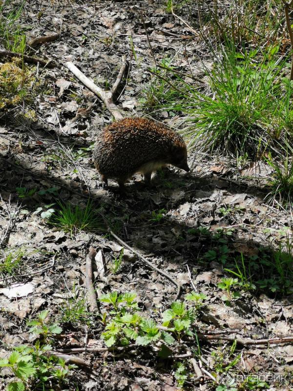 Отзыв о Юнтоловский лесопарк (Россия, Санкт-Петербург) | Отлично ...