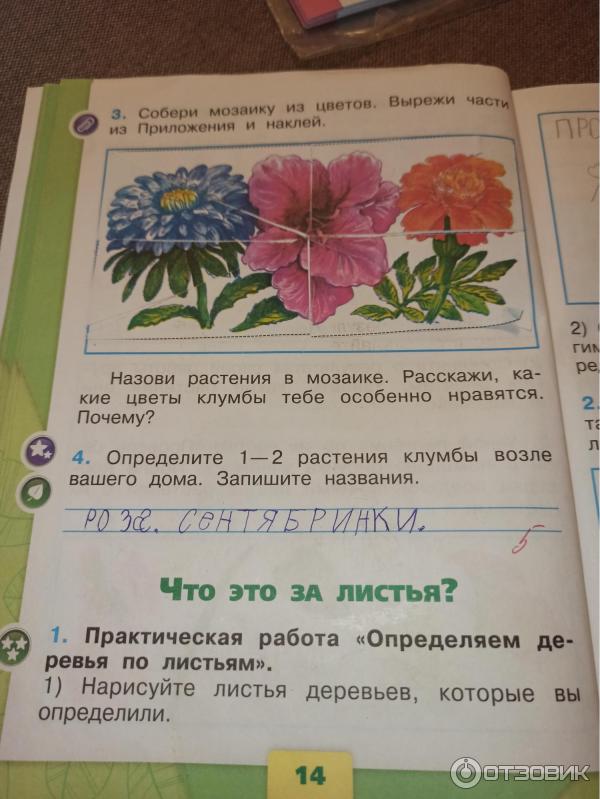Цветы Клумбы Названия И Фото Окружающий Мир Цветы Клумбы Названия И Фото Окружающий Мир